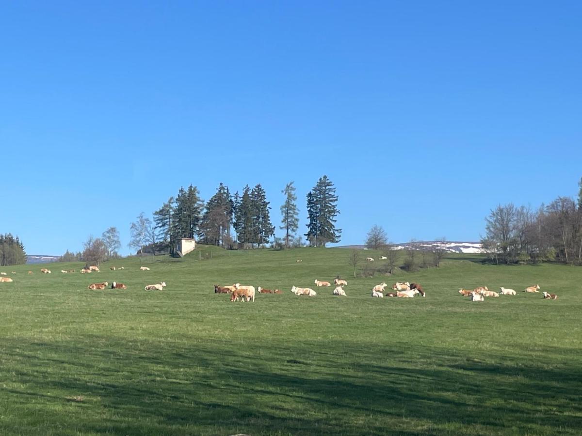 Včelí chata Mirda Pirda Dolní Moravice Exterior foto